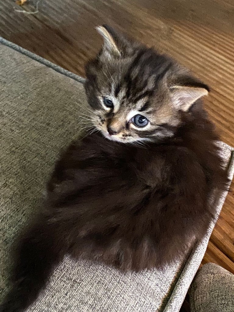 Kittens 