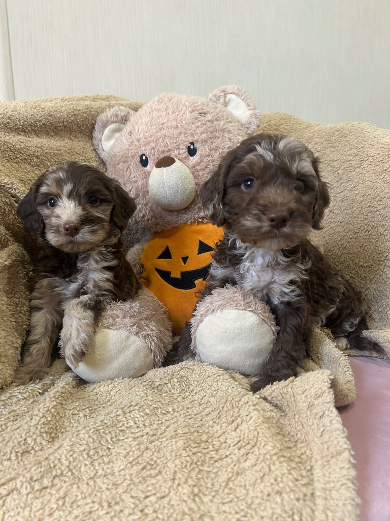 Beautiful Cockerpoo Puppies