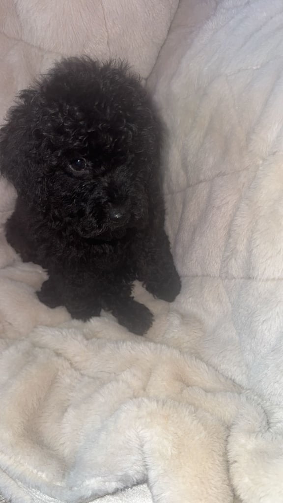 Beautiful miniature poodles