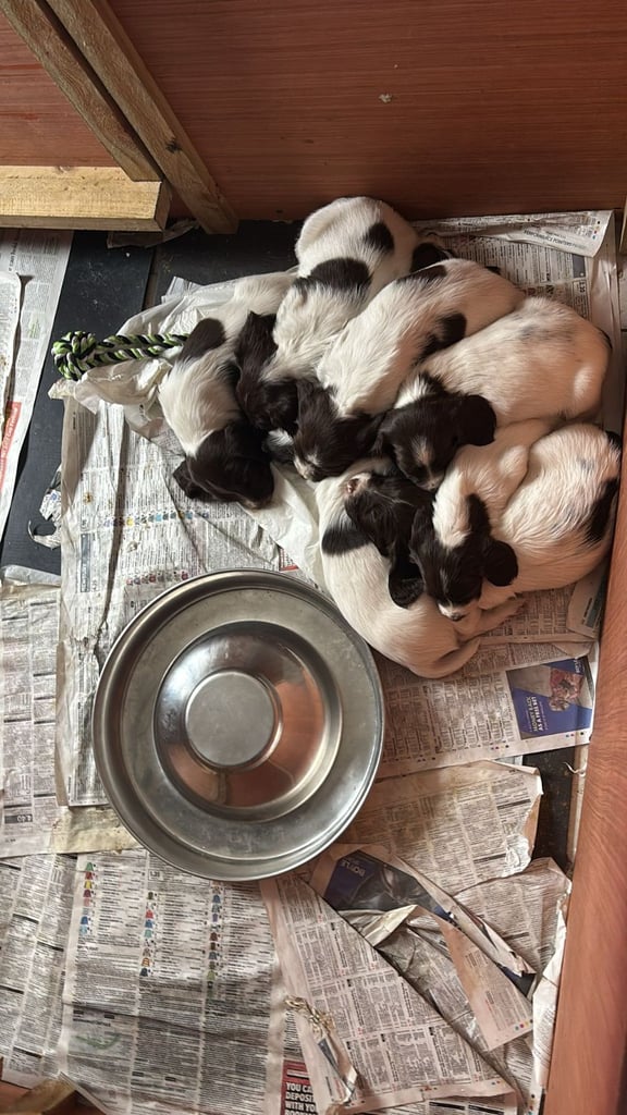English springer spaniel pups