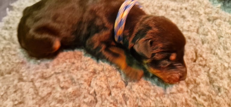 Top Line Doberman Puppies
