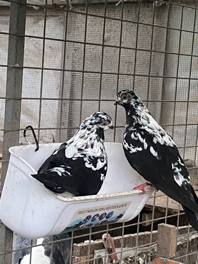 Beautiful Budapest pigeon pair,Beautiful Polish chicken , Englishwhite quil available read price  