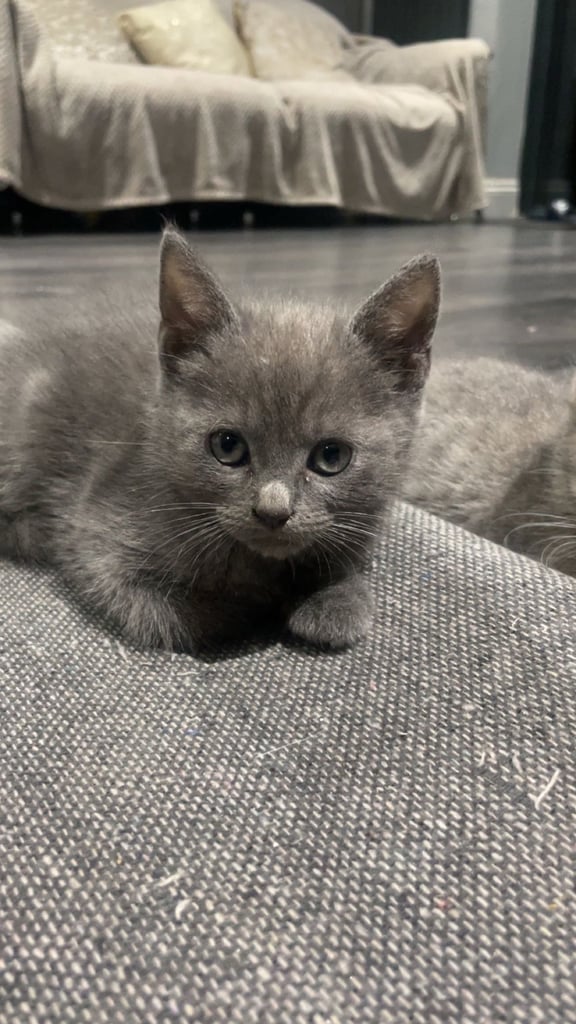 British shorthair kittens to be reserved!
