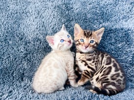 Bengal pedigree kittens 