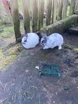Two Rabbits looking for a new home