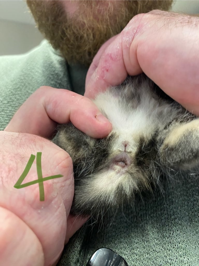 4 beautiful kittens