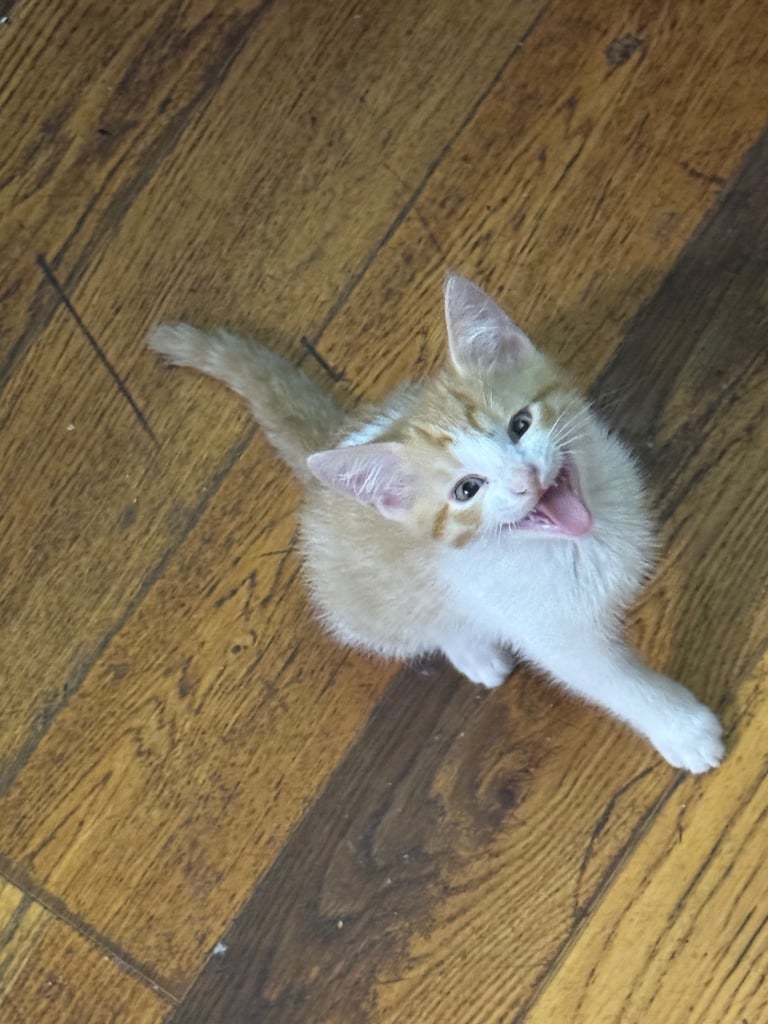 3 beautiful kittens left