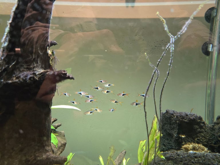 image for Tropical fish, need rehoming.