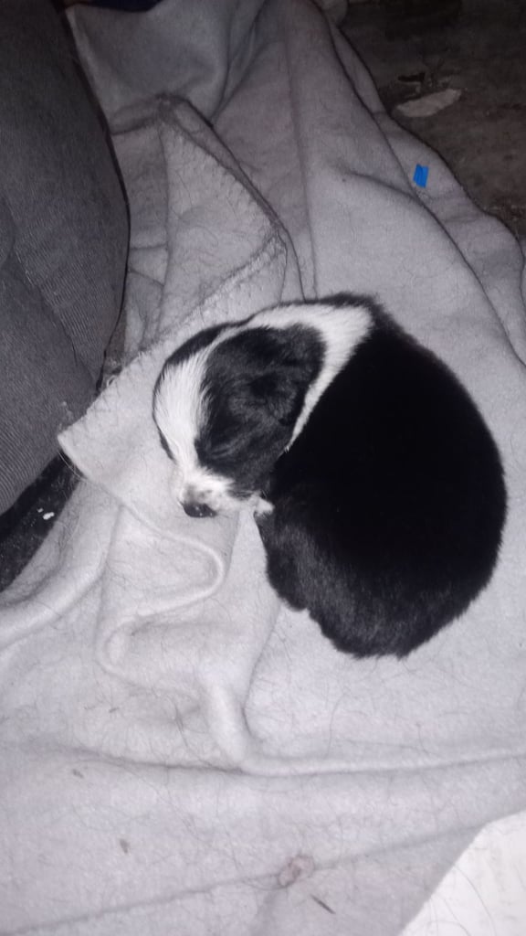 Collie puppies for sale 