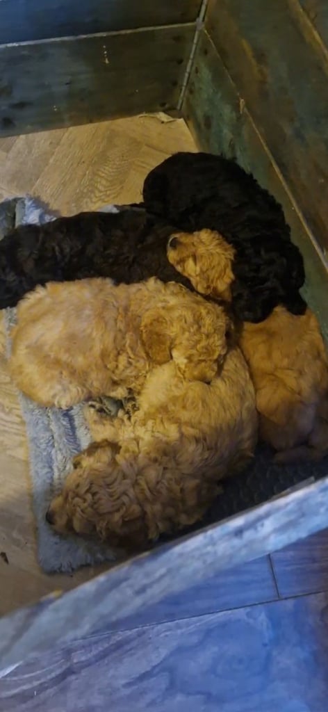 Cockapoo pups (K2)