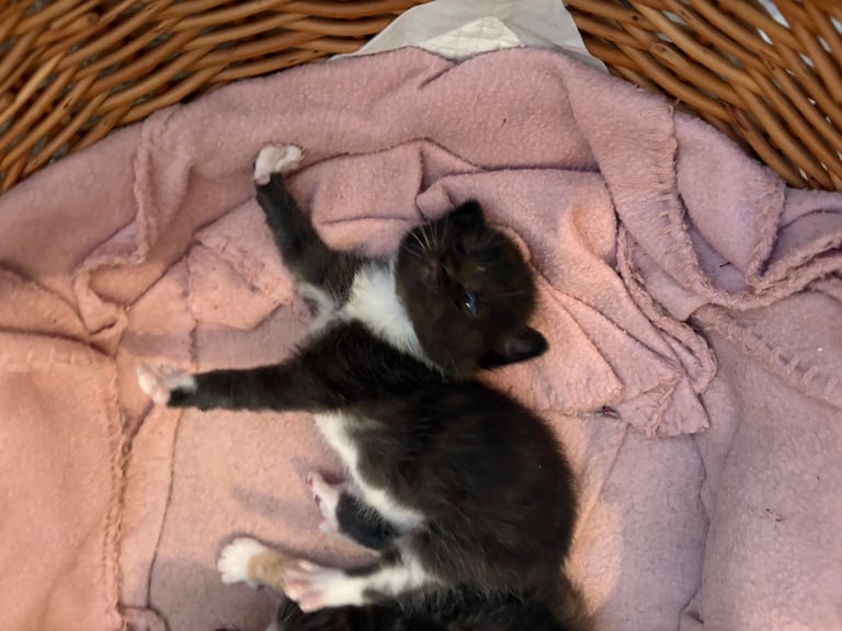 image for Half BSH kittens 