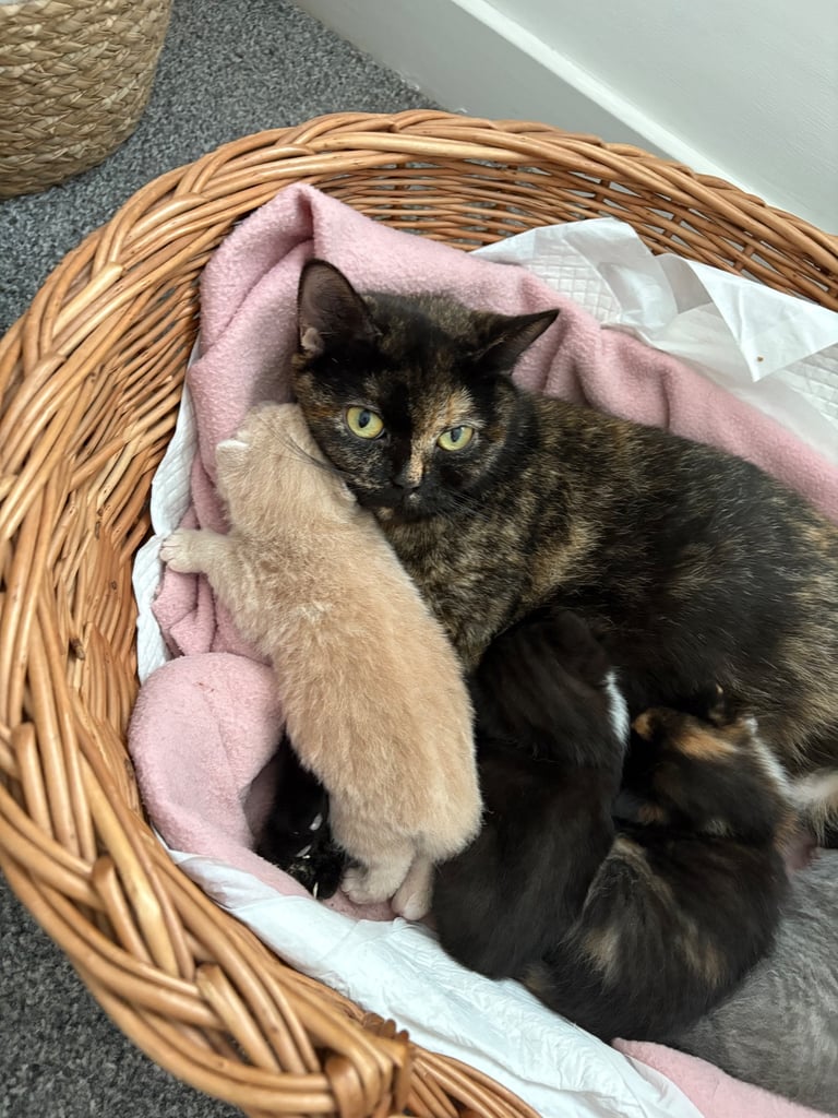 Half BSH kittens ( only black left )