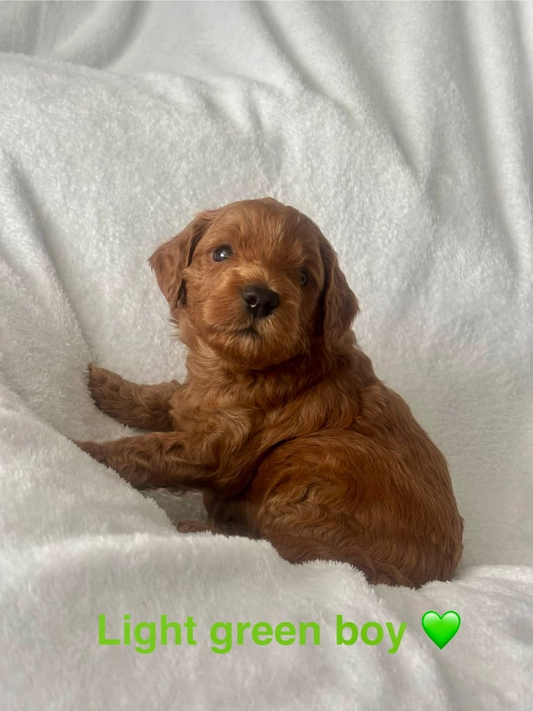 Golden doodles F1bb puppies hypoallergenic and malting