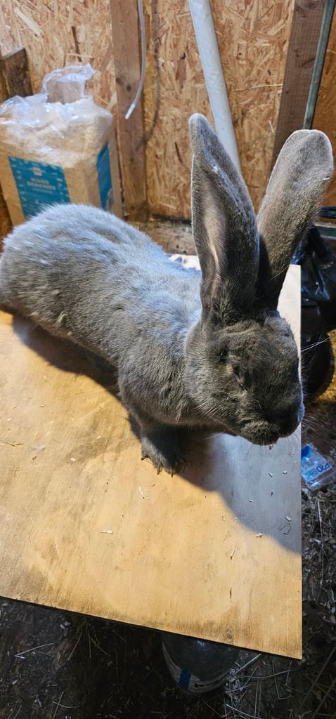 Continental Giant Merle Rabbits Rabbit