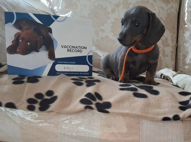 Miniature dachshund puppies (READY NOW)