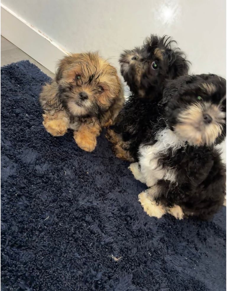 Lhasa apso pups 