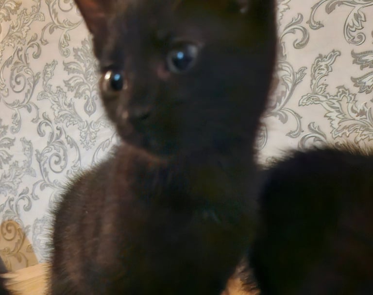 Kittens