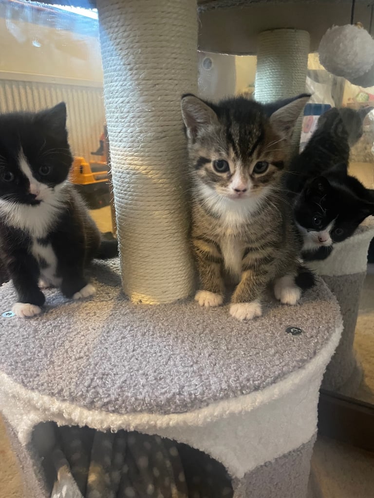3 girl kittens for sale 