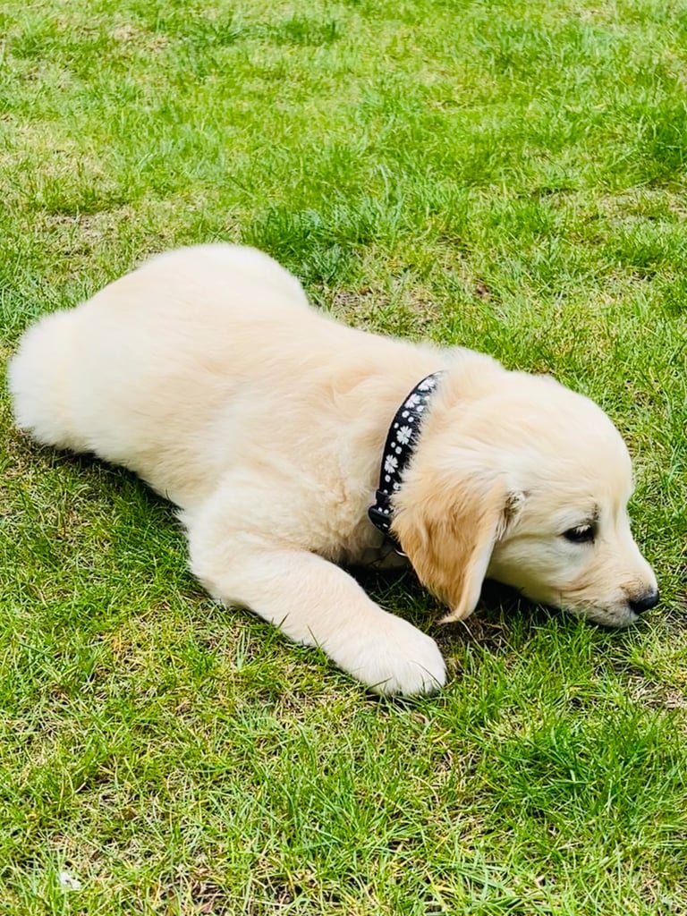 image for Golden Retriever Puppy 