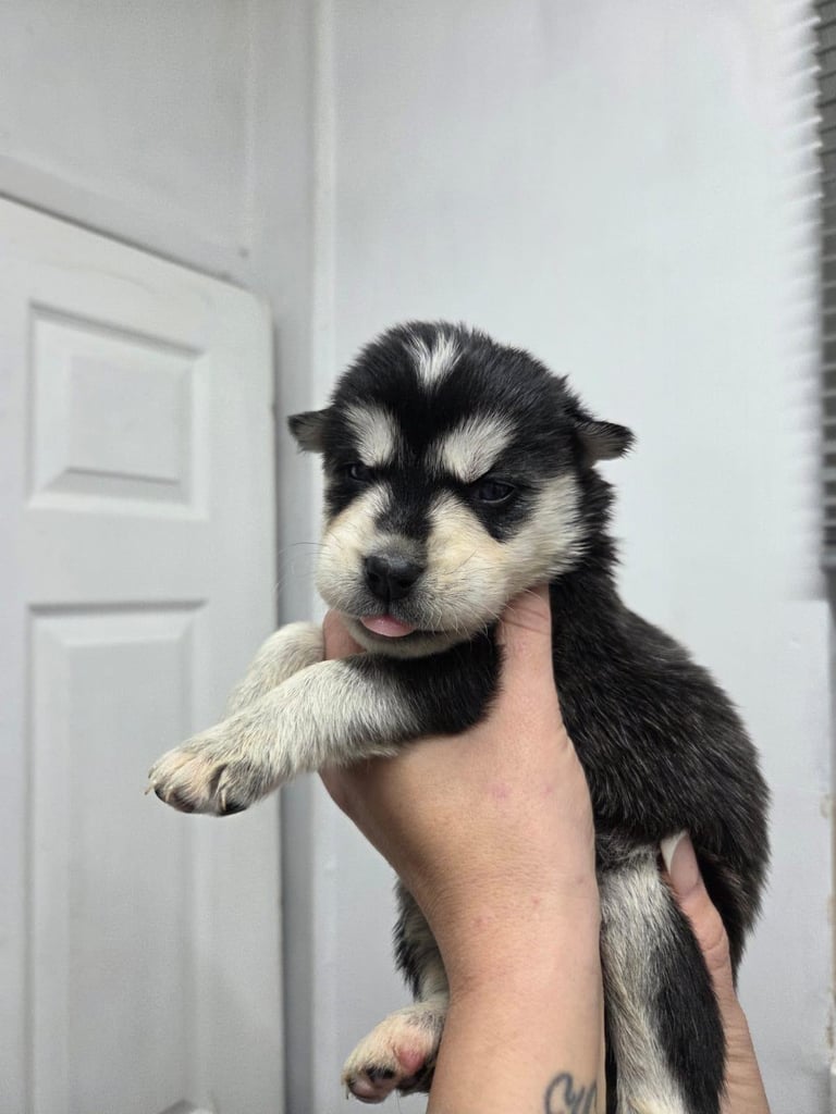 Goberians (siberian husky X goldenretriever