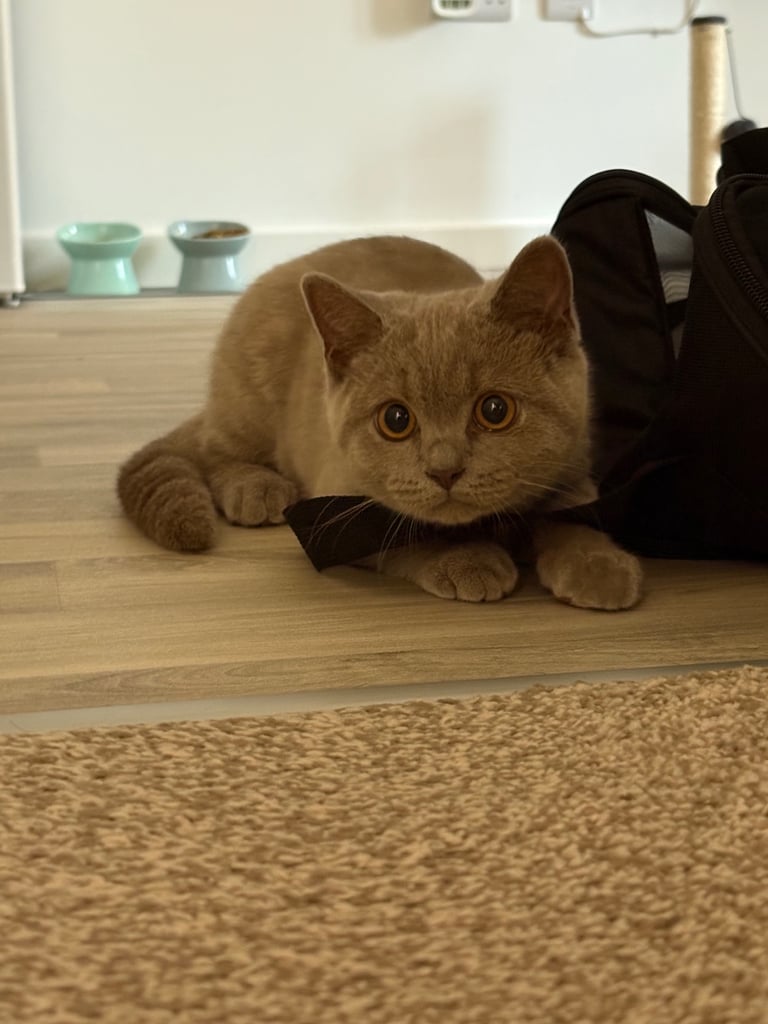 British short hair kitten 
