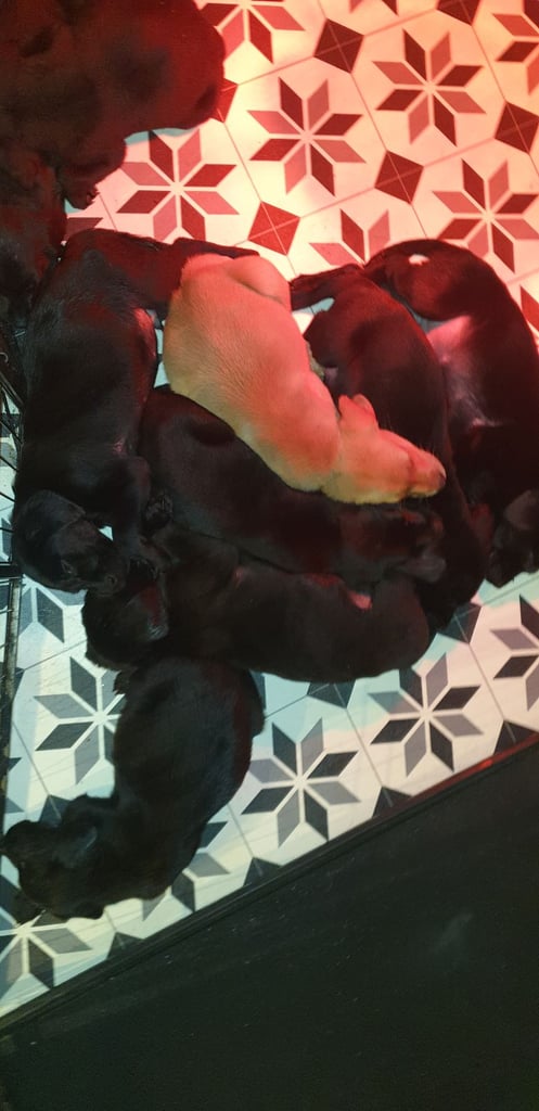 Reducrd* 11 KC reg, labrador retrievers, 10weeks old.