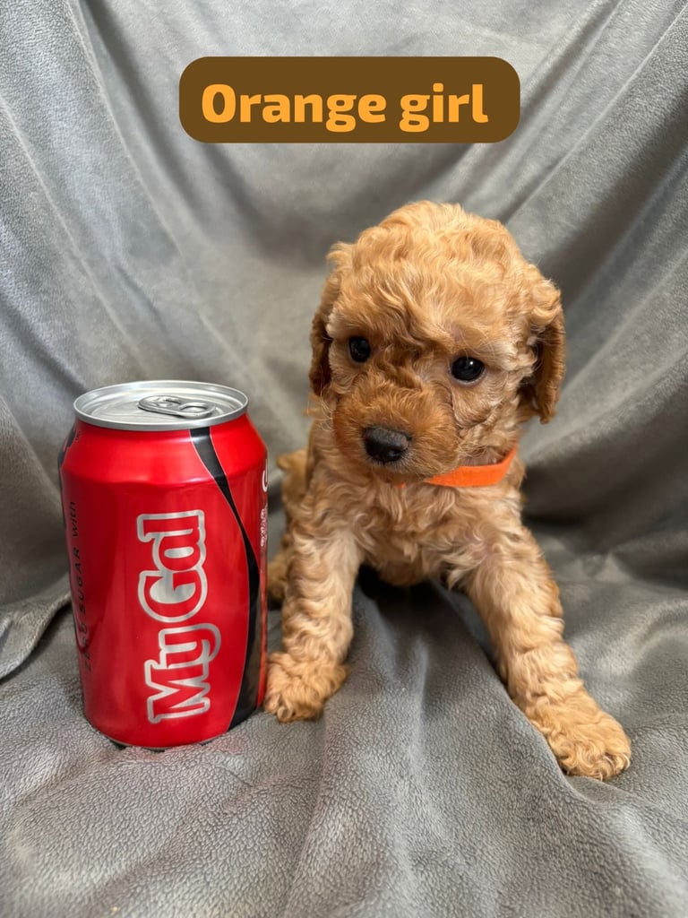 CAVAPOOCHON PUPPIES!!