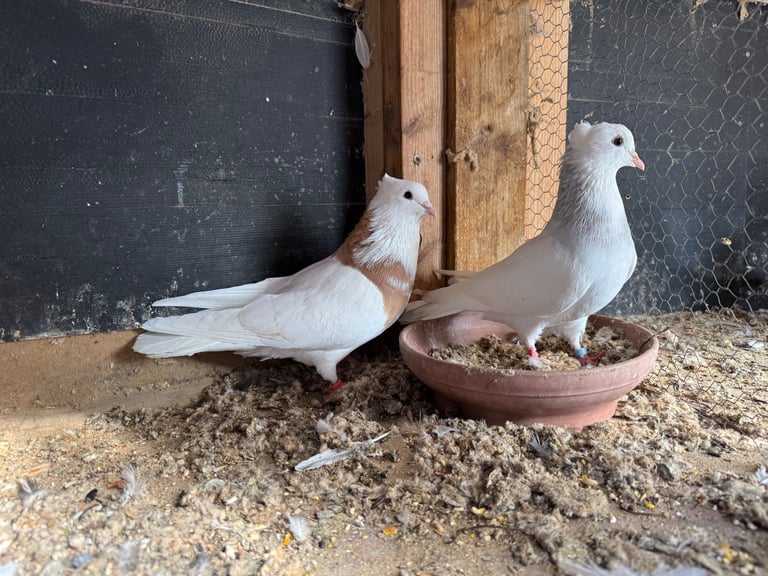 Iranian Pigeons For Sale