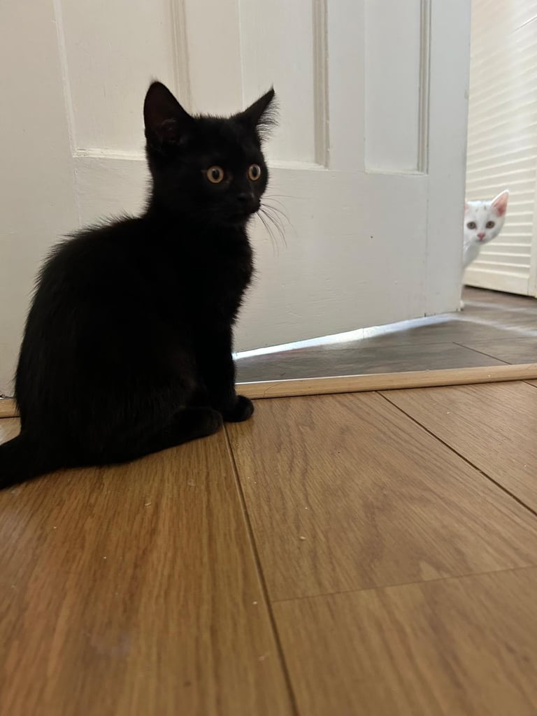 Kitten for sale