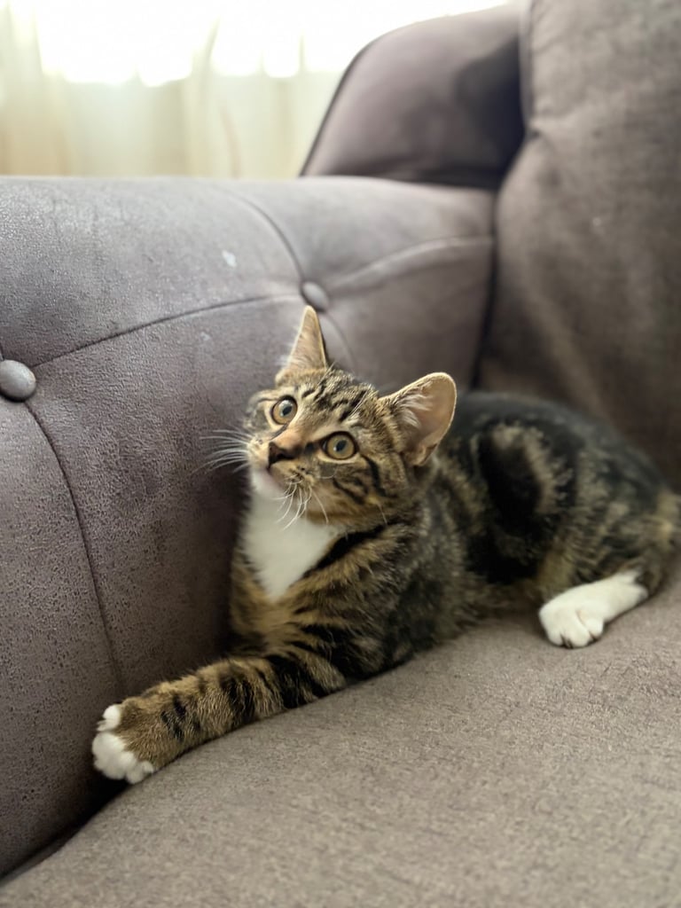 Kitten boy