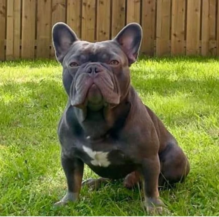 French bulldog puppies