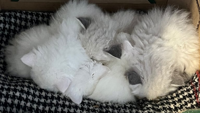  Pure Siberian kittens available 