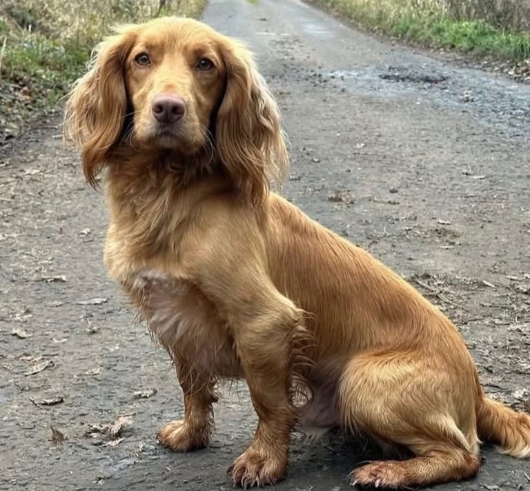 Stunning cocker spaniels 