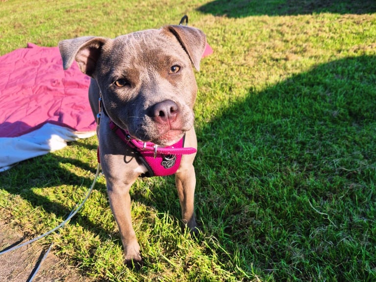 Staffordshire Bull Terrier Staffy