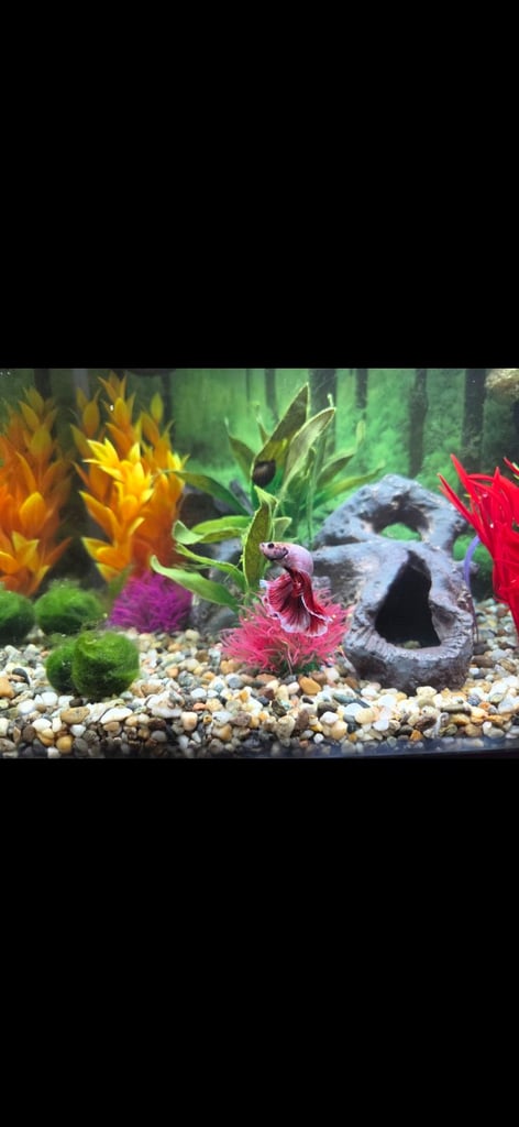 Betta & aquarium 