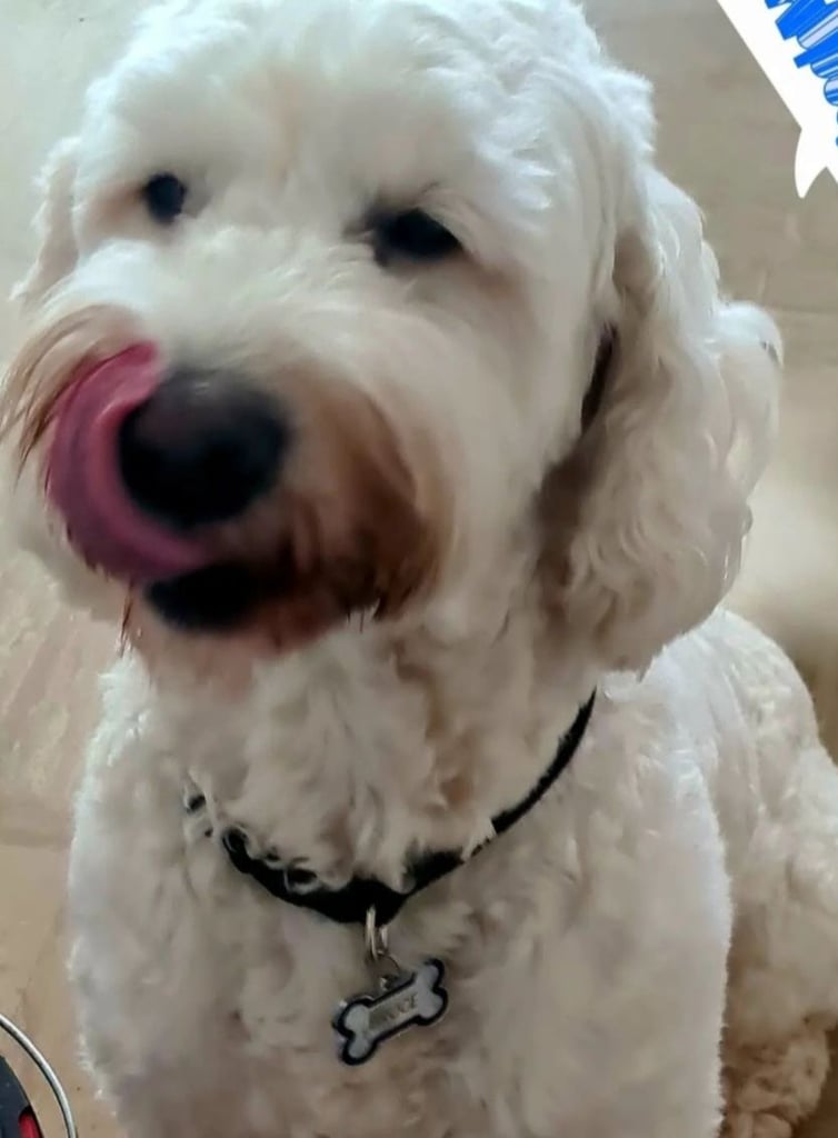 Mini F2 Labradoodles DOB 7/10/25