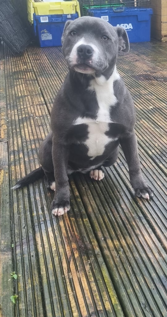 Staffordshire bull terrier kc 