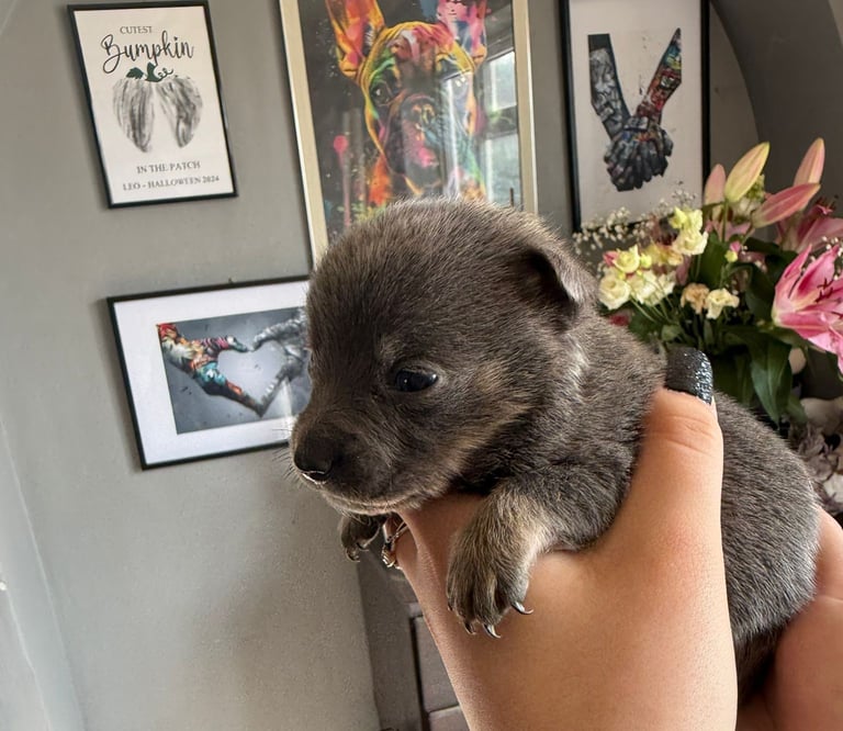 9 * 1 girl left *beautiful dachshund cross pom puppies 