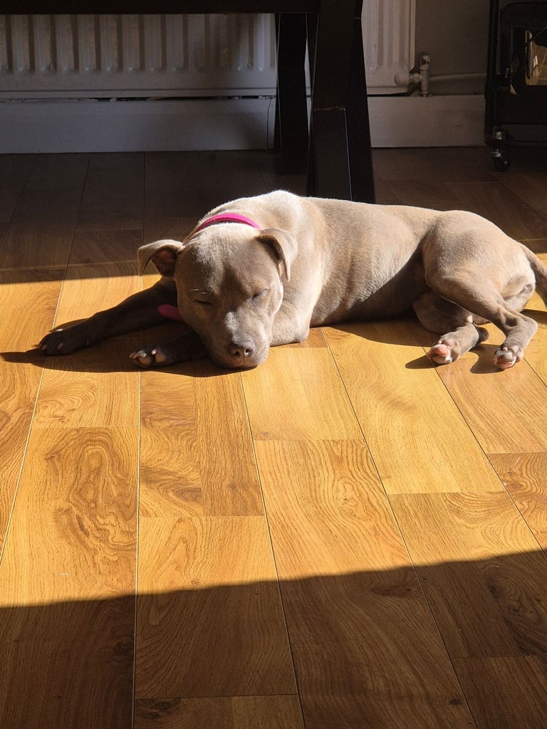 Staffordshire Bull Terrier Staffy