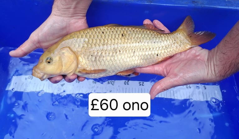 Koi for sale