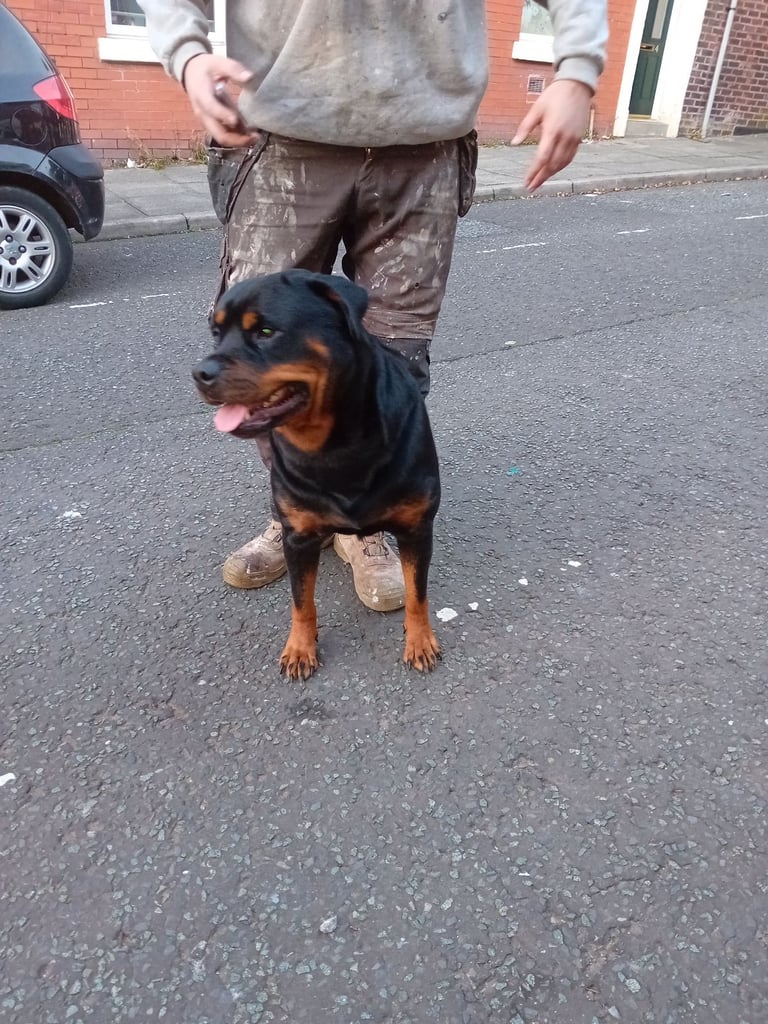  ROTTWEILER PUPS FOR SALE***KC REG***FULLY INJECTED***
