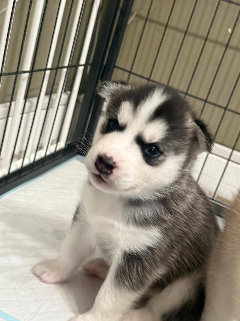 Beautiful Siberian Husky puppies 