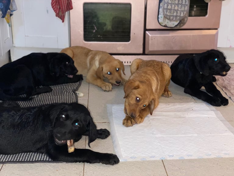 READY NOW only 2 Kc reg Labrador puppies both jabs microchip flea worm insured 