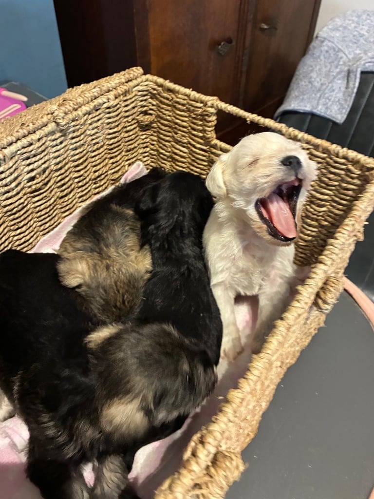 Miniature schnauzer puppies 