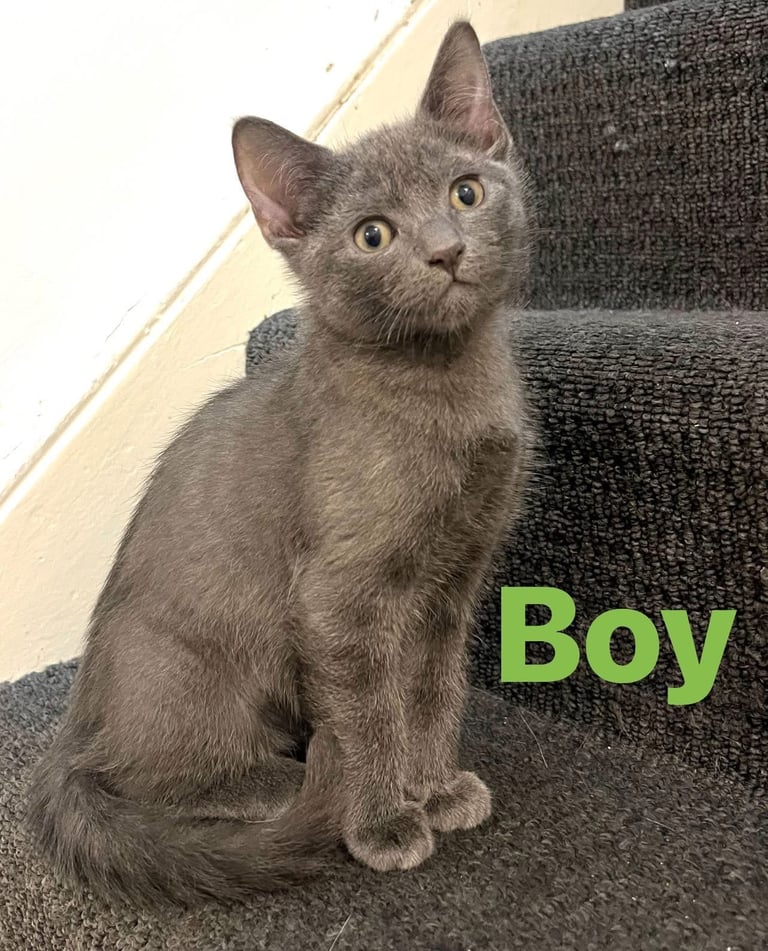  Adorable kittens Ragdoll mixt