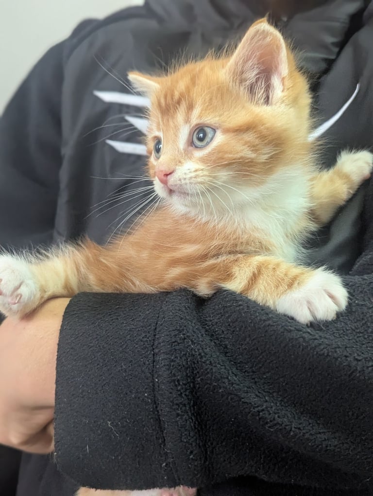 Two lovely ginger kittens 