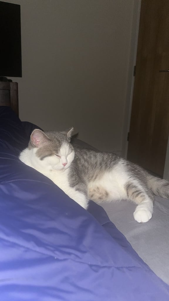 image for British Short Hair 