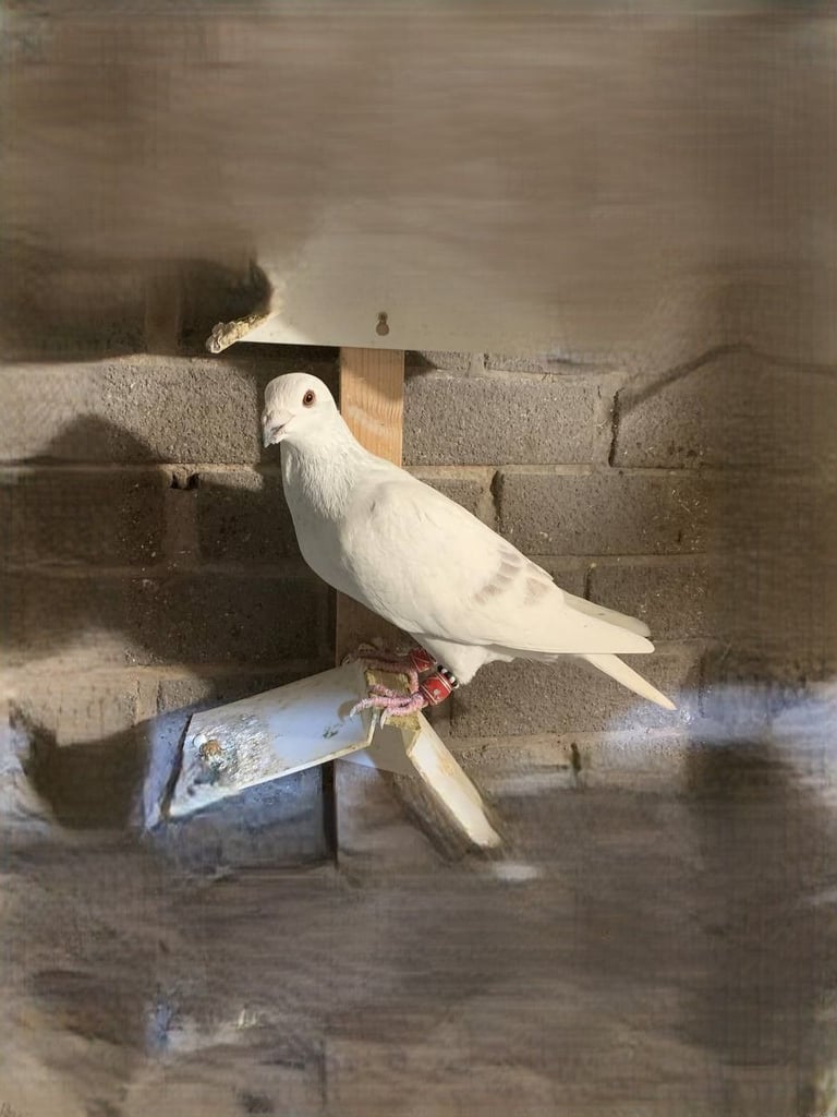 Syrian Pigeon 