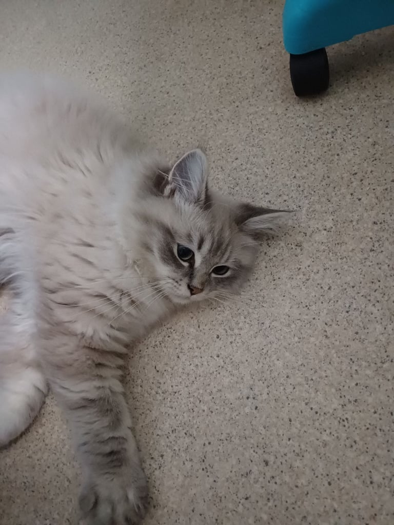 Rehoming 2 x 5 month old Ragdoll/MaineCoon