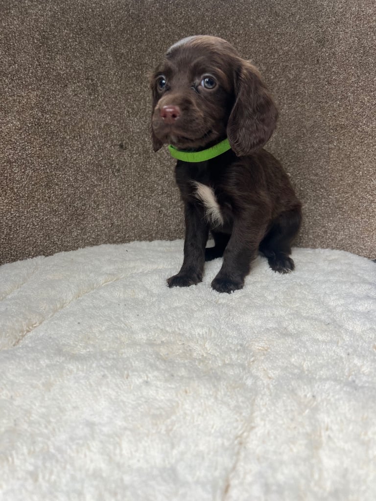 Cockerpoo puppies 